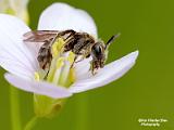 insecten 2022